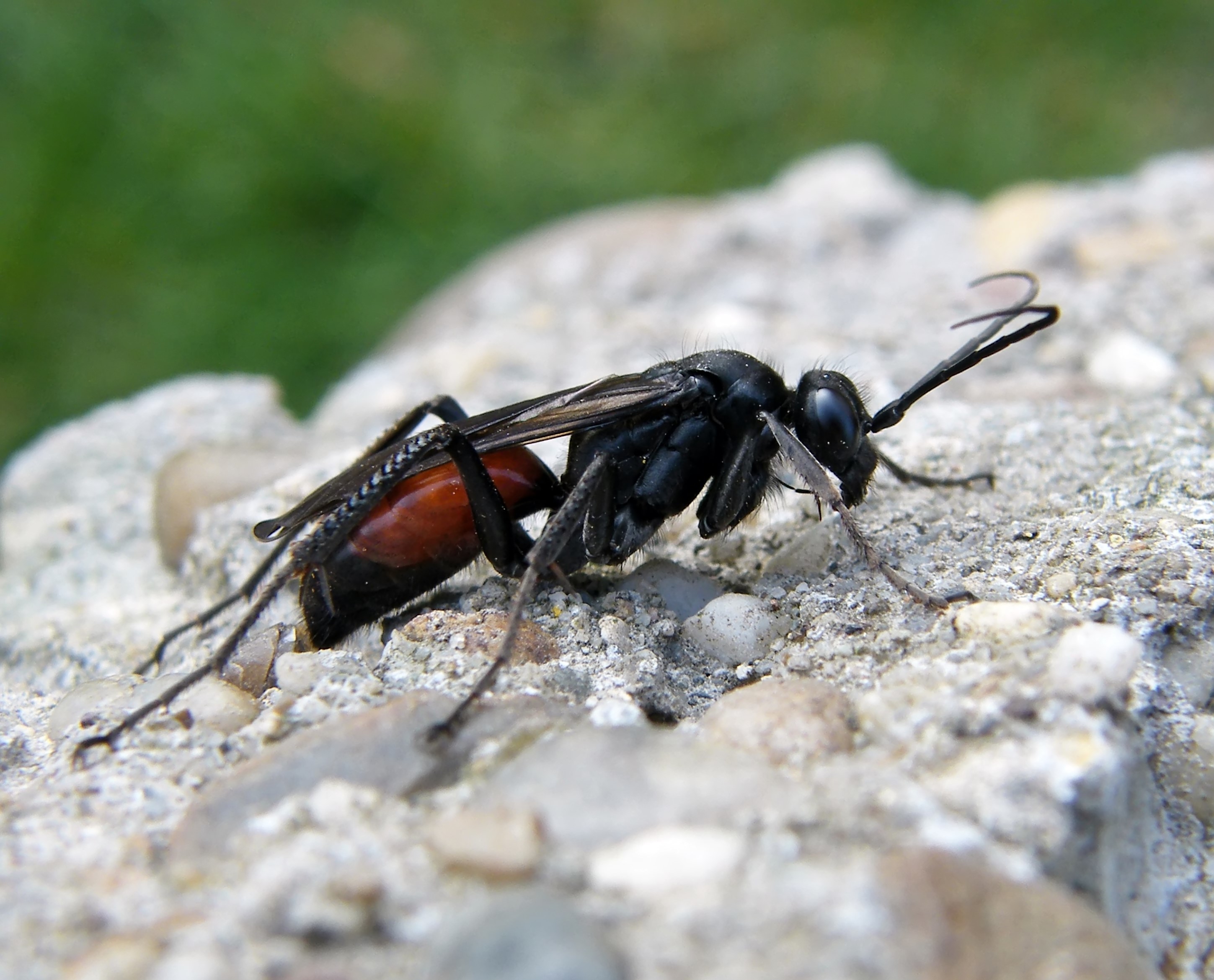 Priocnemis