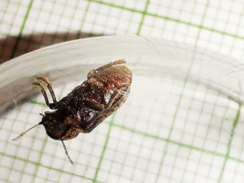 Xestobium rufovillosum - nagy álszú