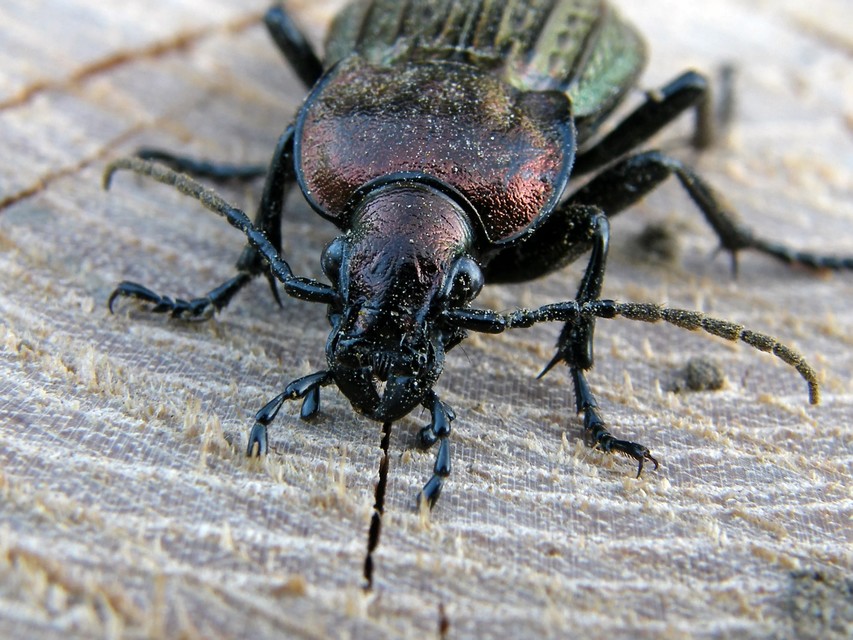 Carabus ulrichii - rezes futrinka