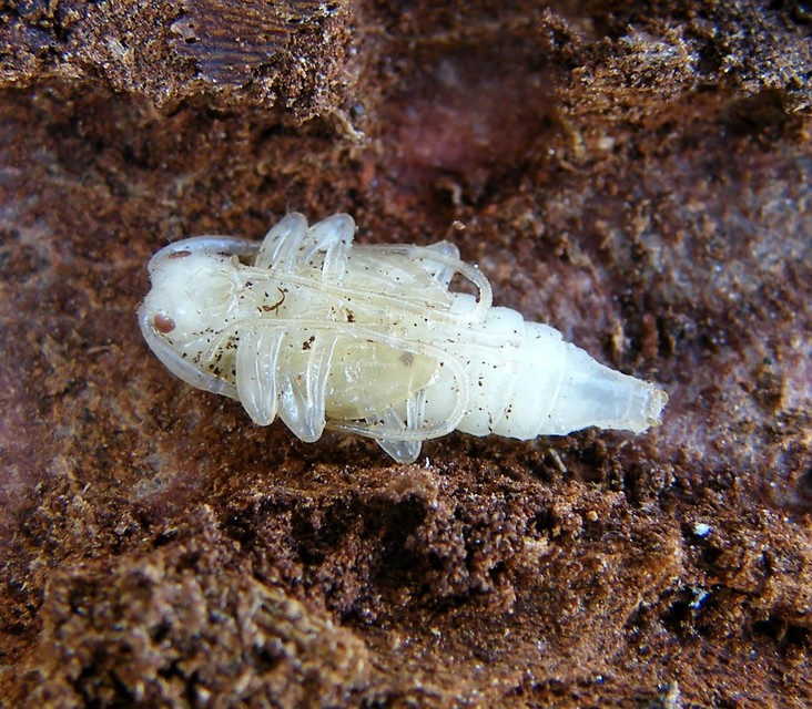 Leiopus nebulosus - öves gesztcincér