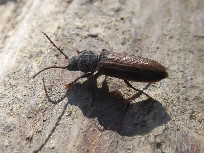 Asemum striatum - komor fenyőcincér