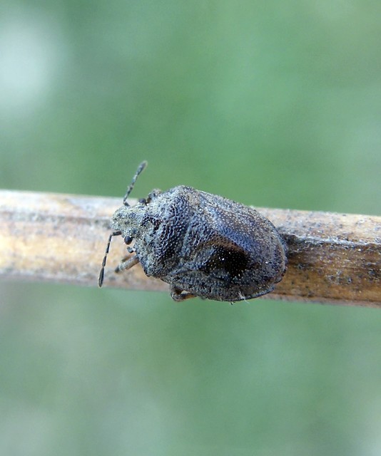 Podops inunctus - szarvas pajzsospoloska Podops inunctus - szarvas pajzsospoloska