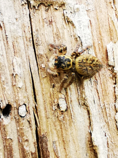 Carrhotus xanthogramma - rozsdás ugrópók