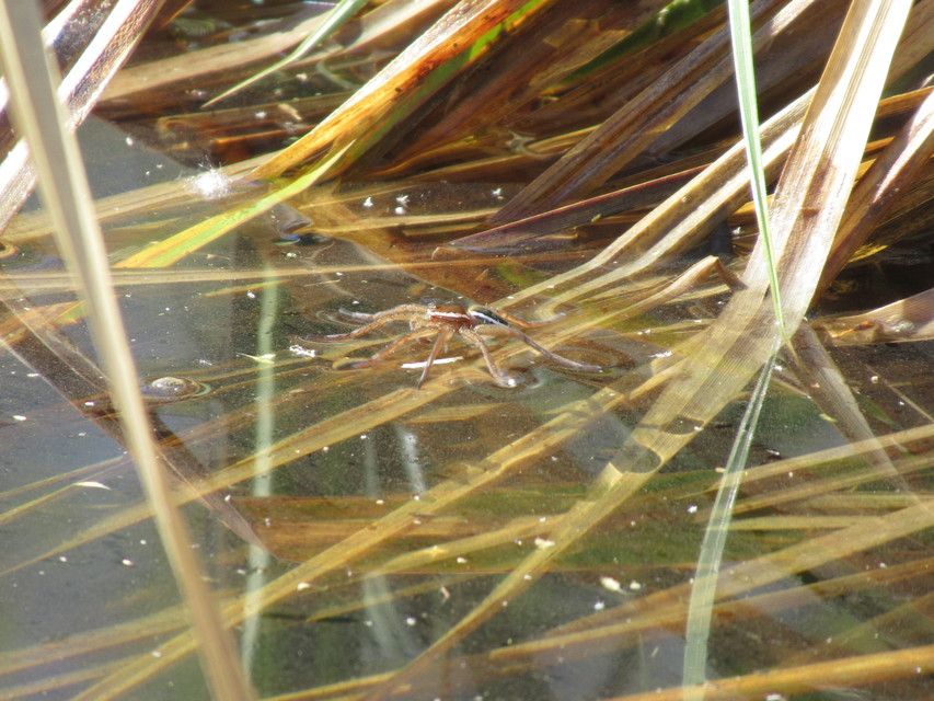 Dolomedes plantarius/fimbriatus