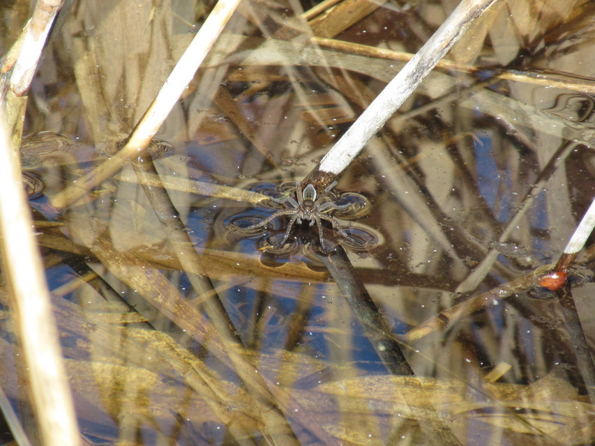 Dolomedes plantarius/fimbriatus