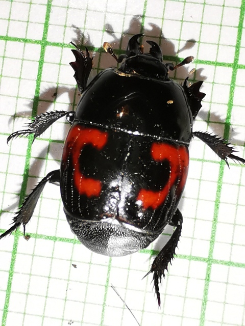 Hister quadrimaculatus - közönséges sutabogár