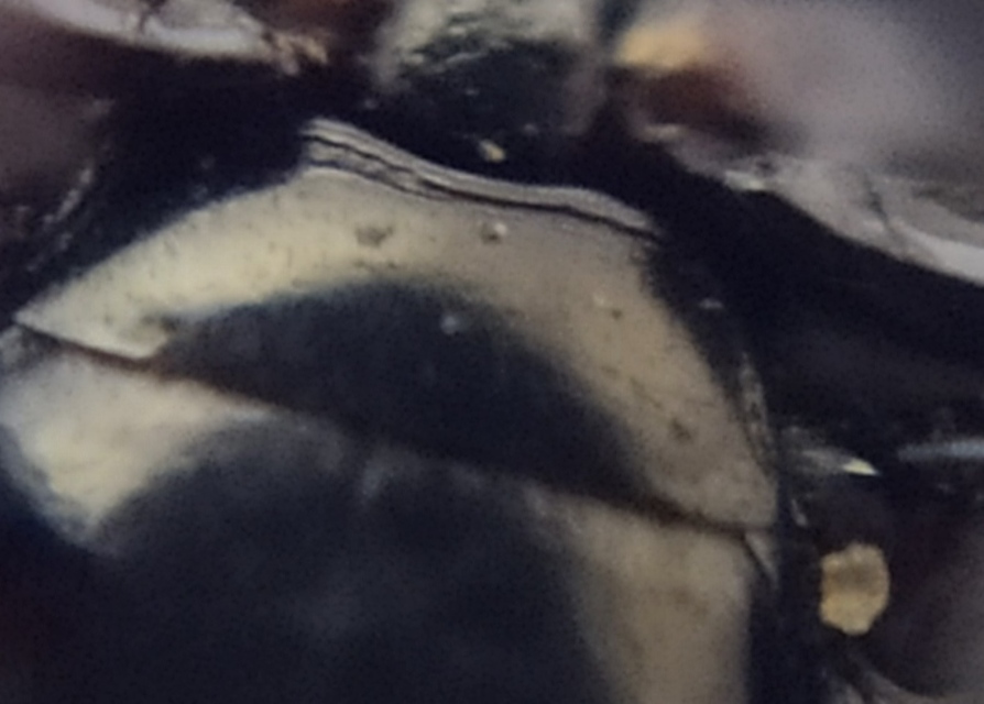 Margarinotus carbonarius