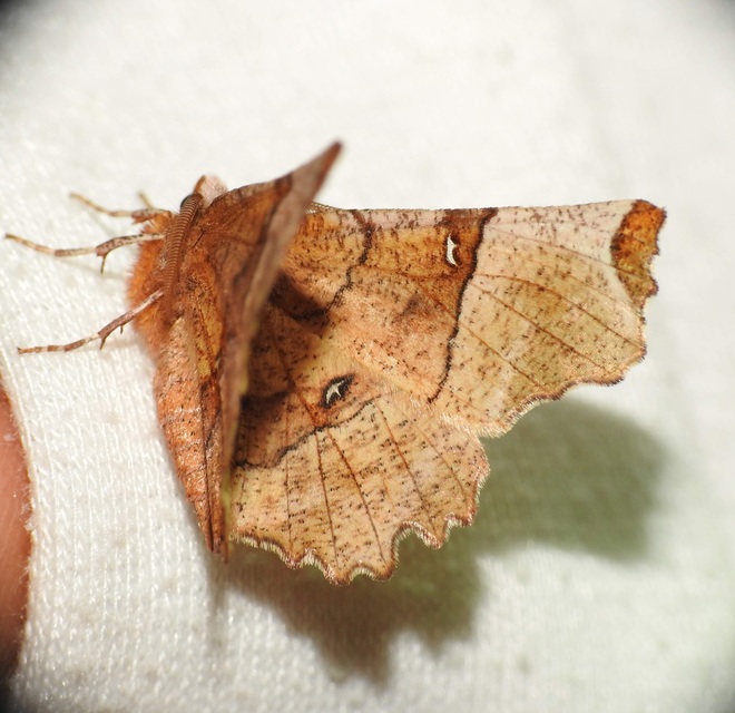 Selenia lunularia - egyfoltos holdasaraszoló