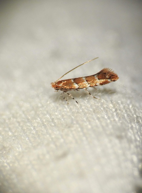 Cameraria ohridella - vadgesztenye-sátorosmoly