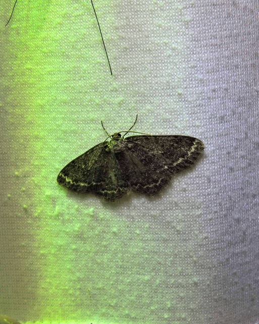 Ectropis crepuscularia - avararaszoló