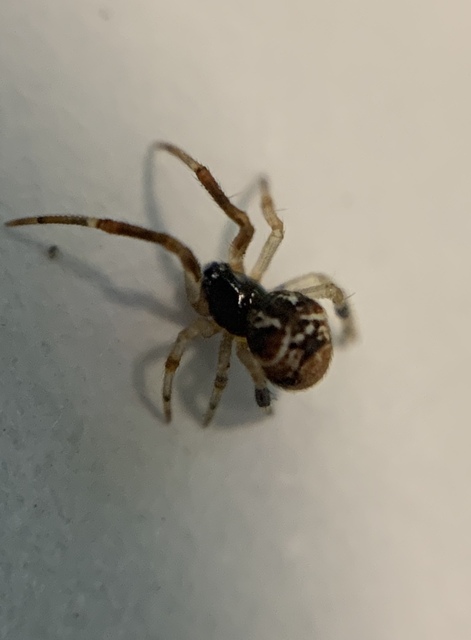 Parasteatoda lunata - holdas törpepók