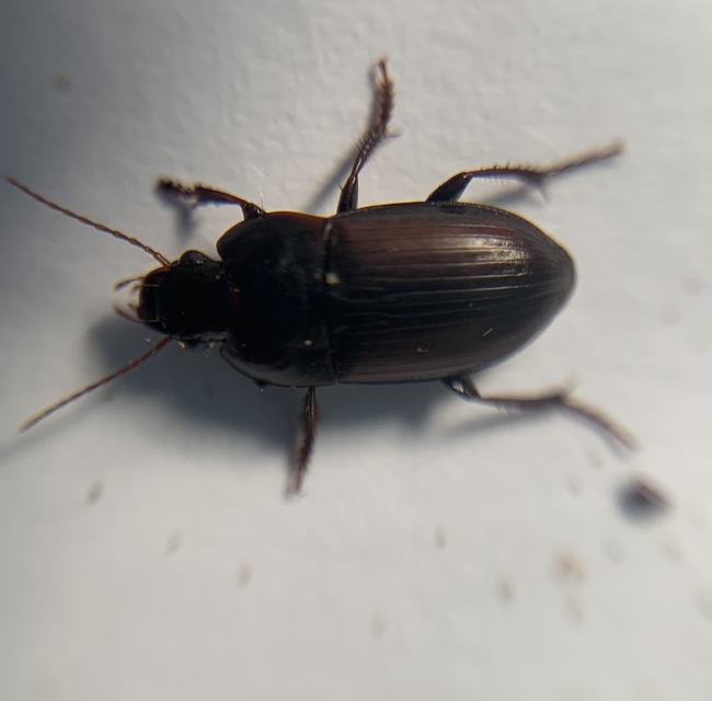 Harpalus servus - homoki lomhafutó