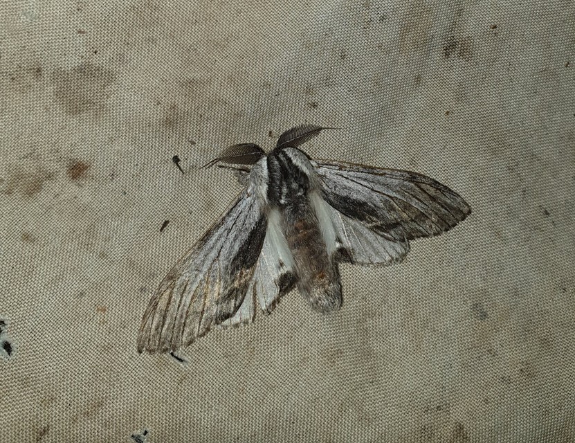Harpyia milhauseri - pergamen-púposszövő