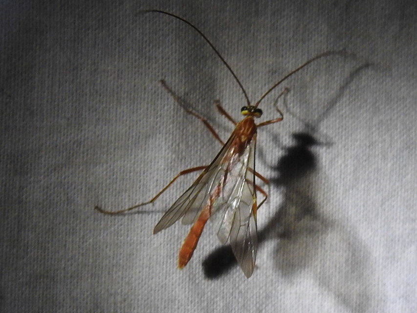 Ophion obscuratus