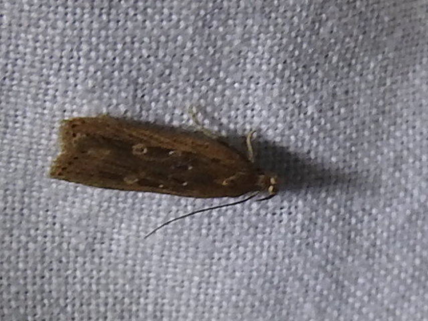 Helcystogramma triannulella - szuláksodró lápimoly