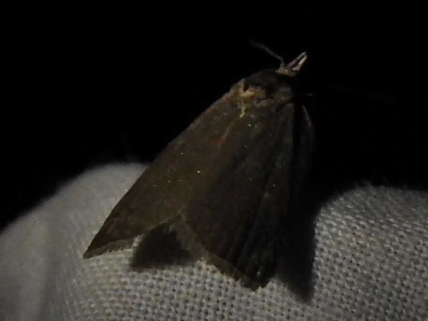 Nycteola asiatica - nyárfa-trapézbagoly