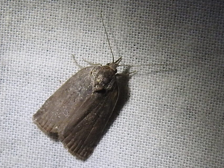 Nycteola asiatica - nyárfa-trapézbagoly