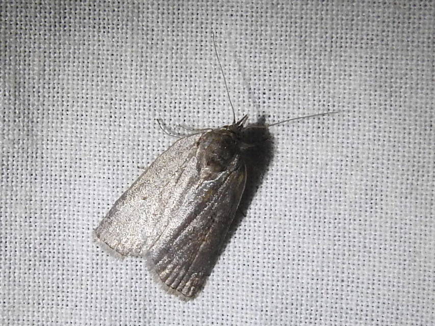 Nycteola asiatica - nyárfa-trapézbagoly