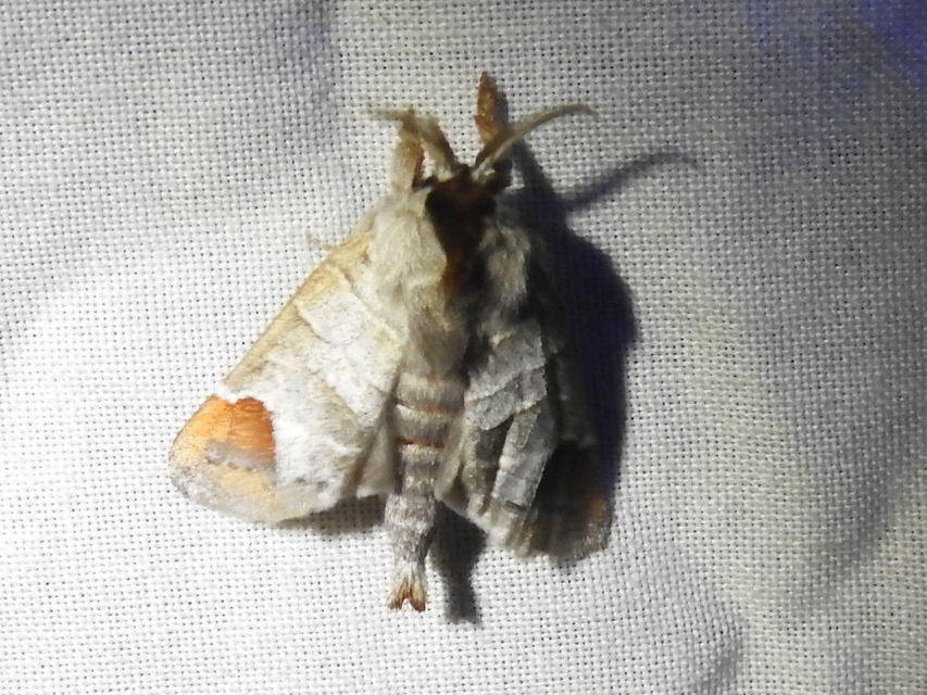 Clostera curtula - rövidszárnyú levélszövő