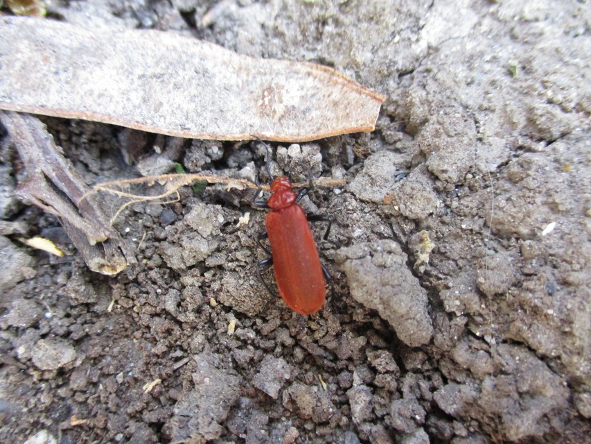 Pyrochroa serraticornis - közép-bíborbogár