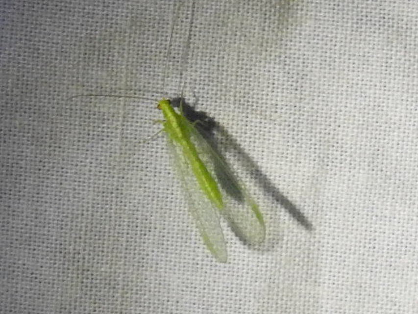 Chrysopidae - zöldfátyolkák