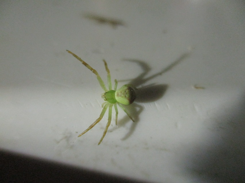 Ebrechtella tricuspidata - alakoskodó karolópók