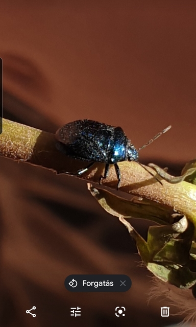 Zicrona caerulea - acélkék poloska Zicrona caerulea - acélkék poloska