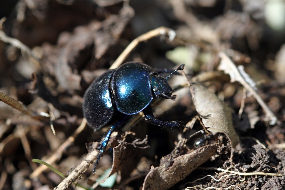 Trypocopris vernalis - tavaszi álganéjtúró