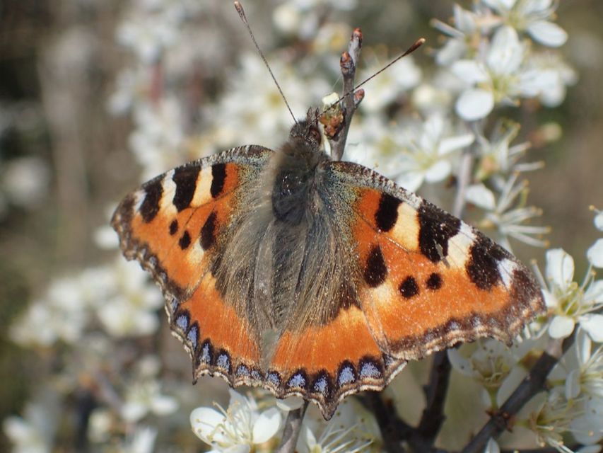 Nymphalis urticae - kis rókalepke