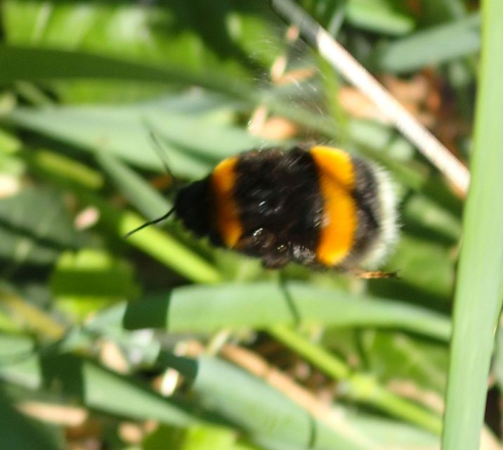 Bombus terrestris/lucorum