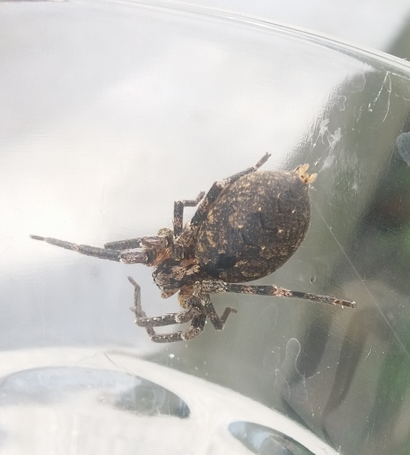 Zoropsis spinimana - tüskéskezű álfarkaspók