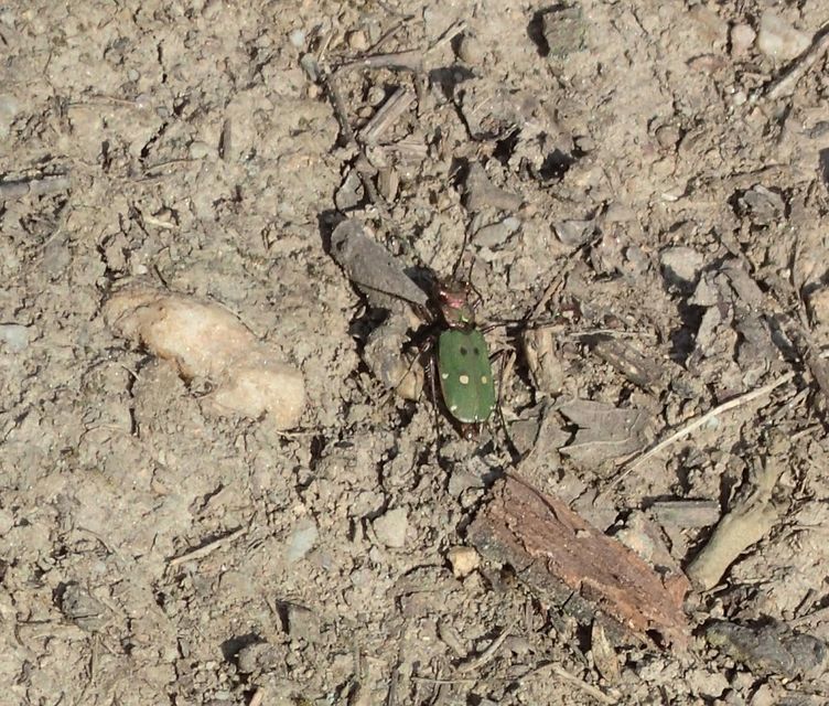 Cicindela campestris - mezei homokfutrinka