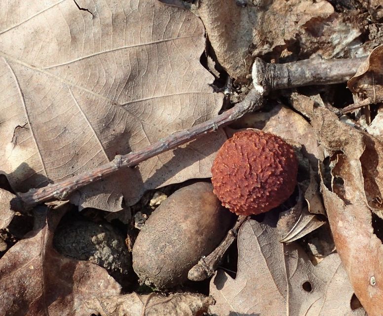 Cynips quercusfolii - golyógubacsdarázs