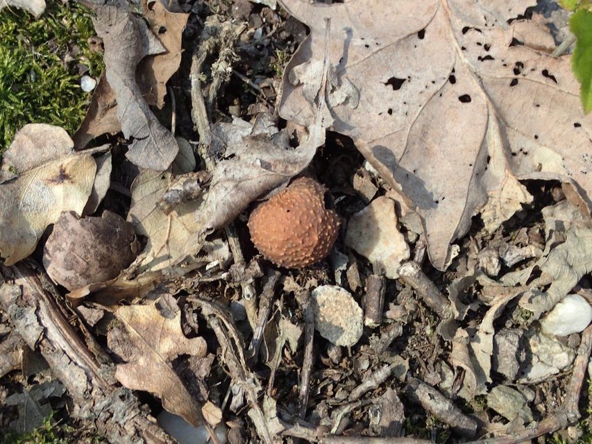 Cynips quercusfolii - golyógubacsdarázs