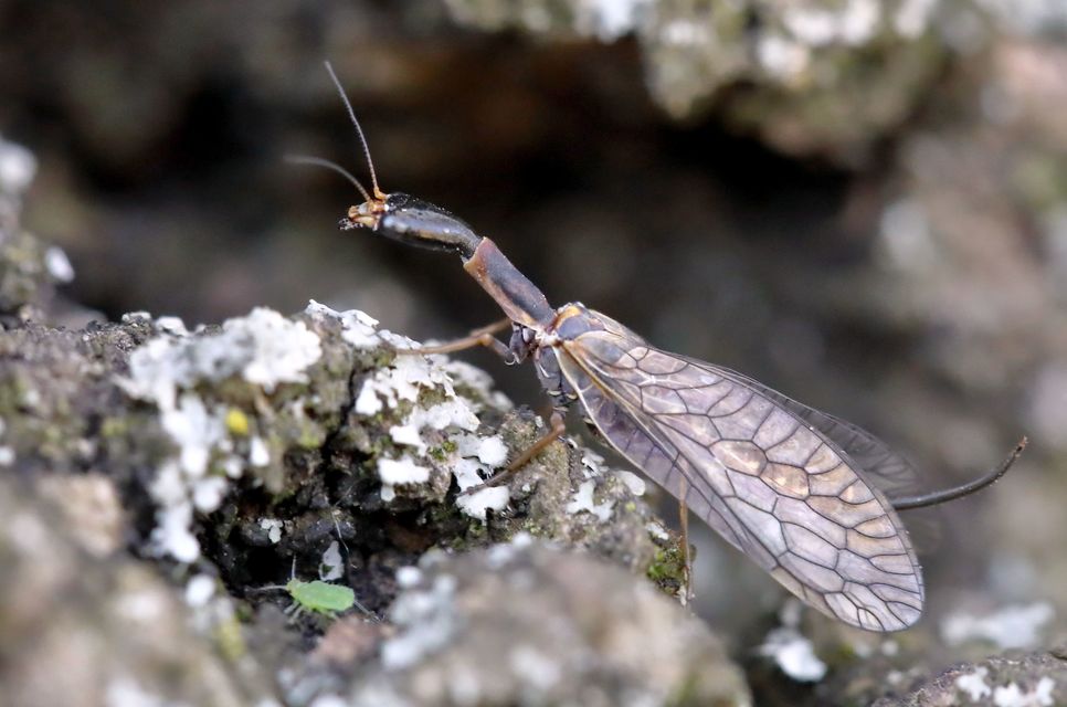 Raphidioptera - Tevenyakú-fátyolkák