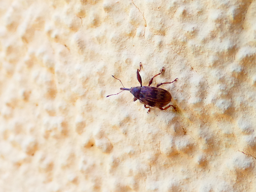 Anthonomus rectirostris - meggymaglikasztó Anthonomus rectirostris - meggymaglikasztó