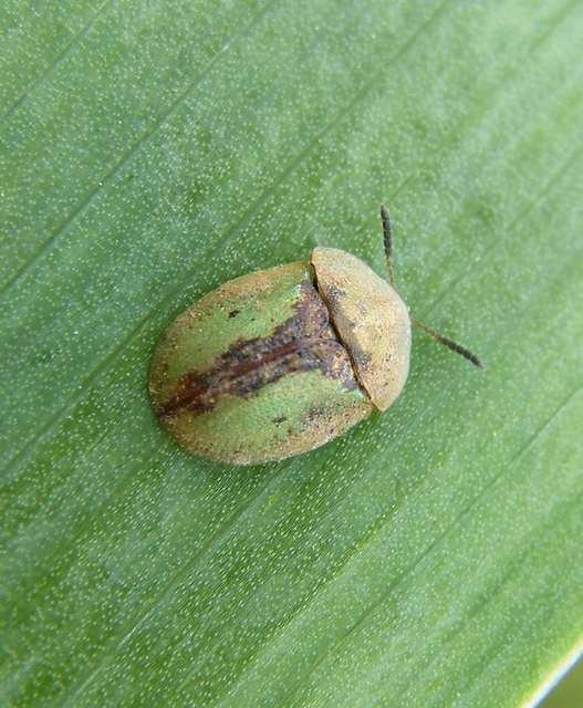 Cassida