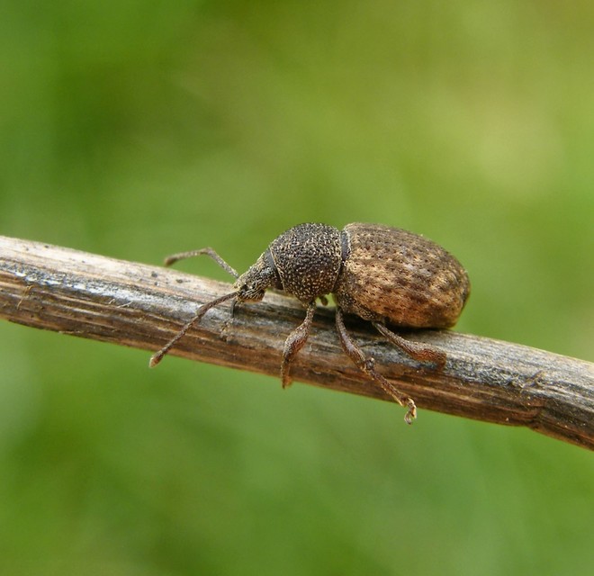 Otiorhynchus raucus - molyhos gyalogormányos
