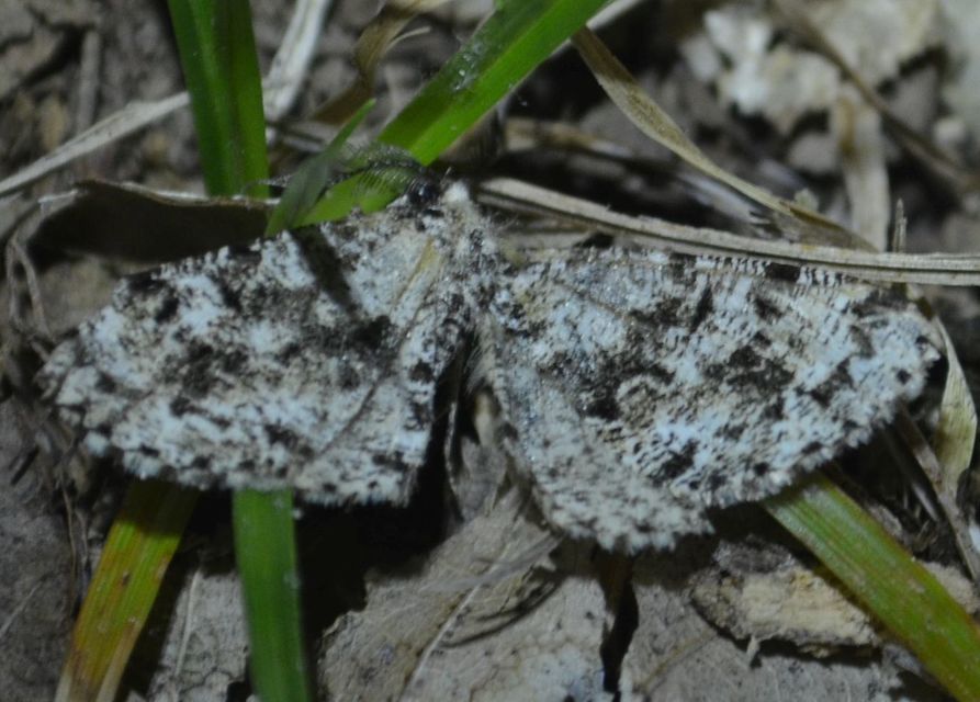 Fagivorina arenaria - bükkfaaraszoló