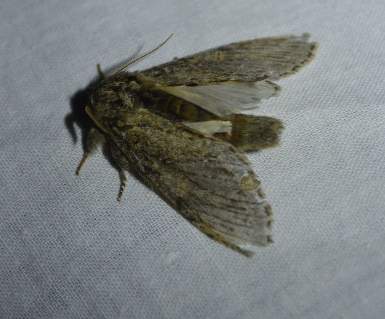 Peridea anceps - füstös púposszövő