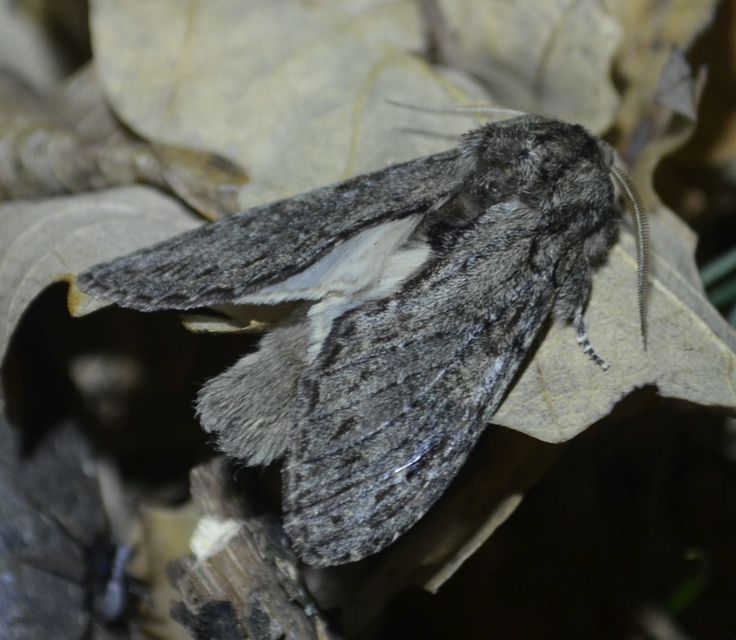 Peridea anceps - füstös púposszövő