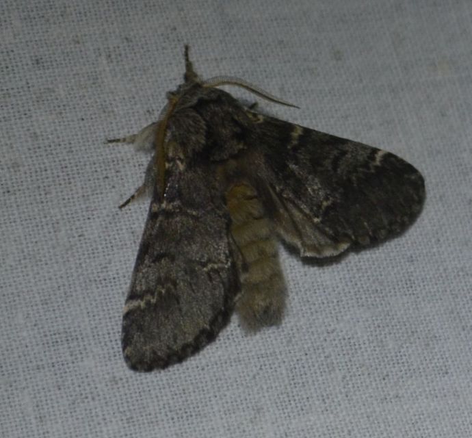 Drymonia ruficornis - cserfa-púposszövő