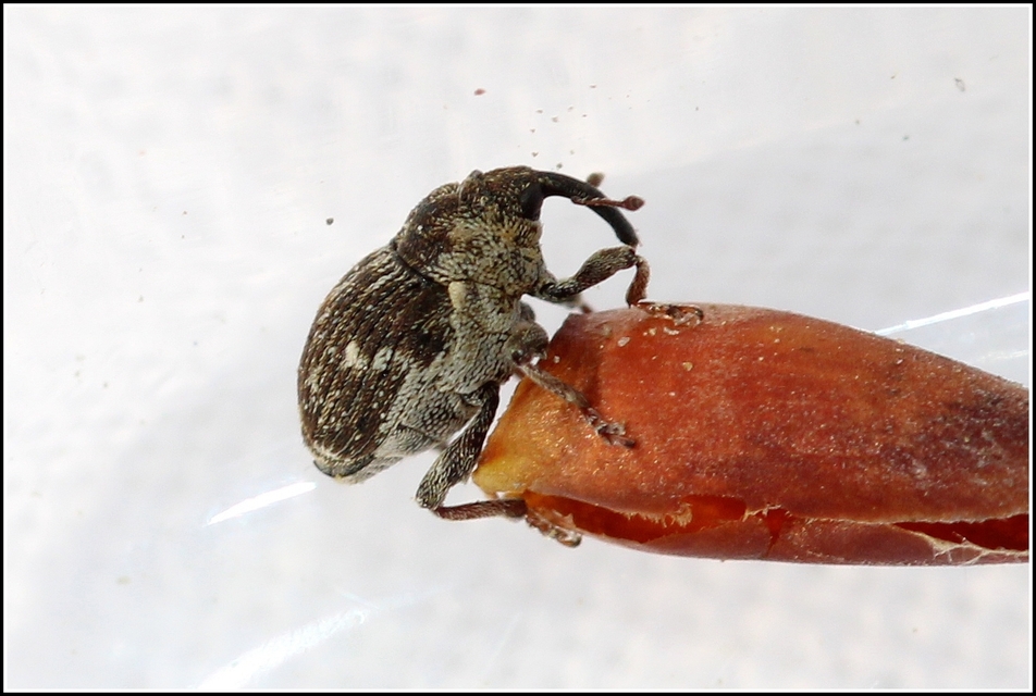 Nedyus quadrimaculatus - közönséges csalánormányos