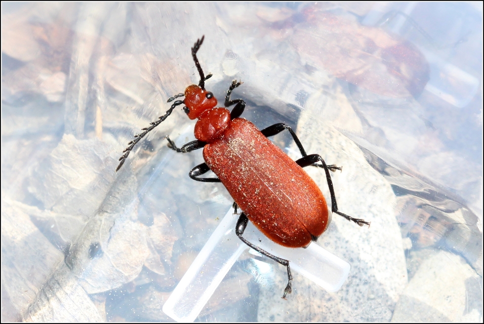 Pyrochroa serraticornis - közép-bíborbogár