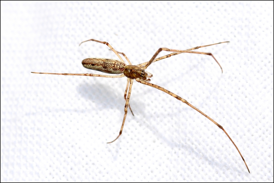 Tetragnatha