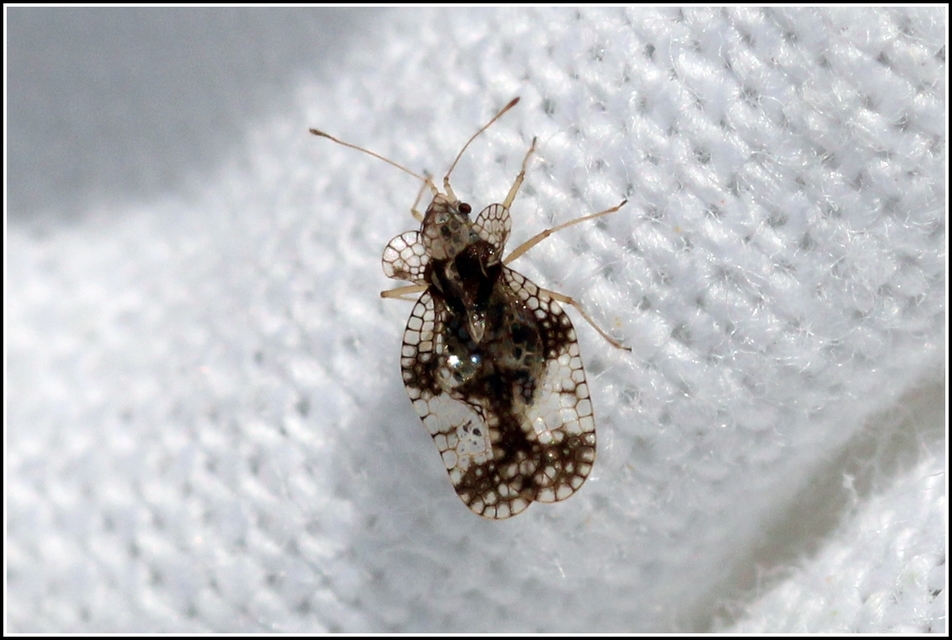 Stephanitis pyri - körte-csipkéspoloska