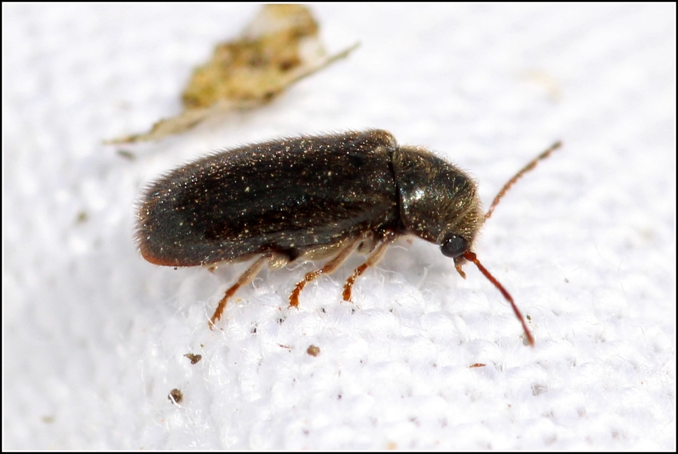 Hyperisus plumbeus - fémes álszú
