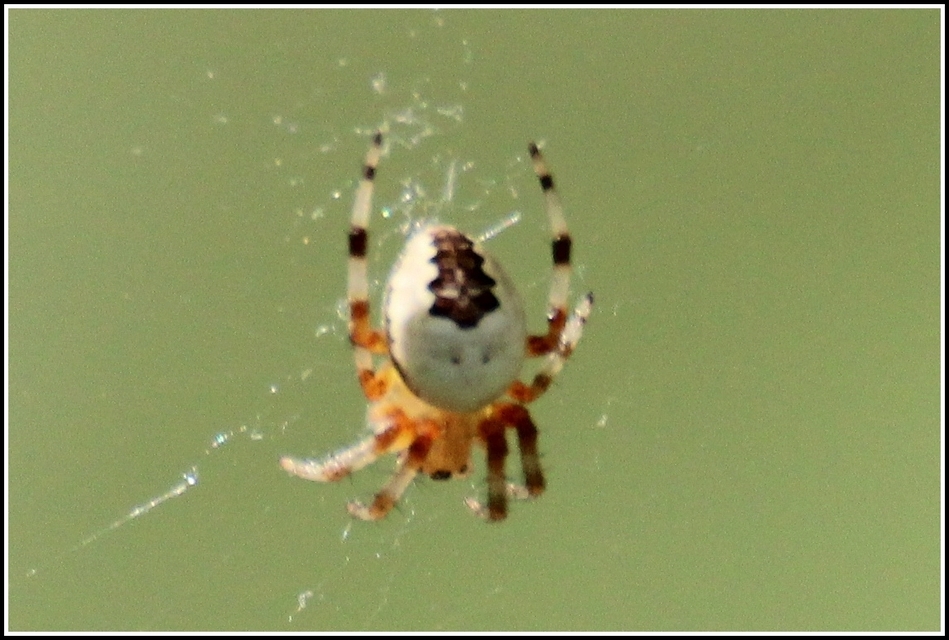 Araneus marmoreus - márványos keresztespók