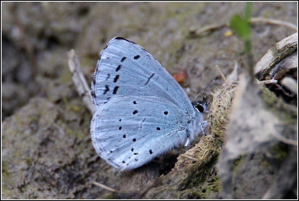 Celastrina argiolus - bengeboglárka