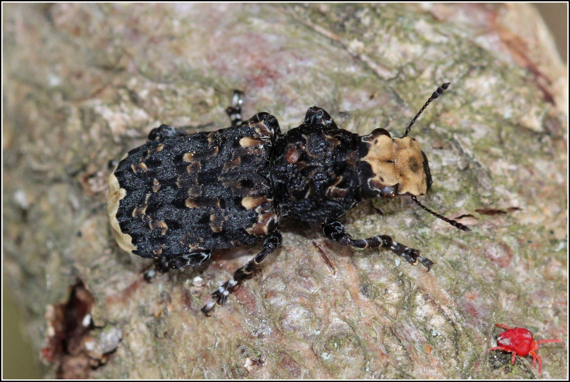 Platyrhinus resinosus - nagy orrosbogár